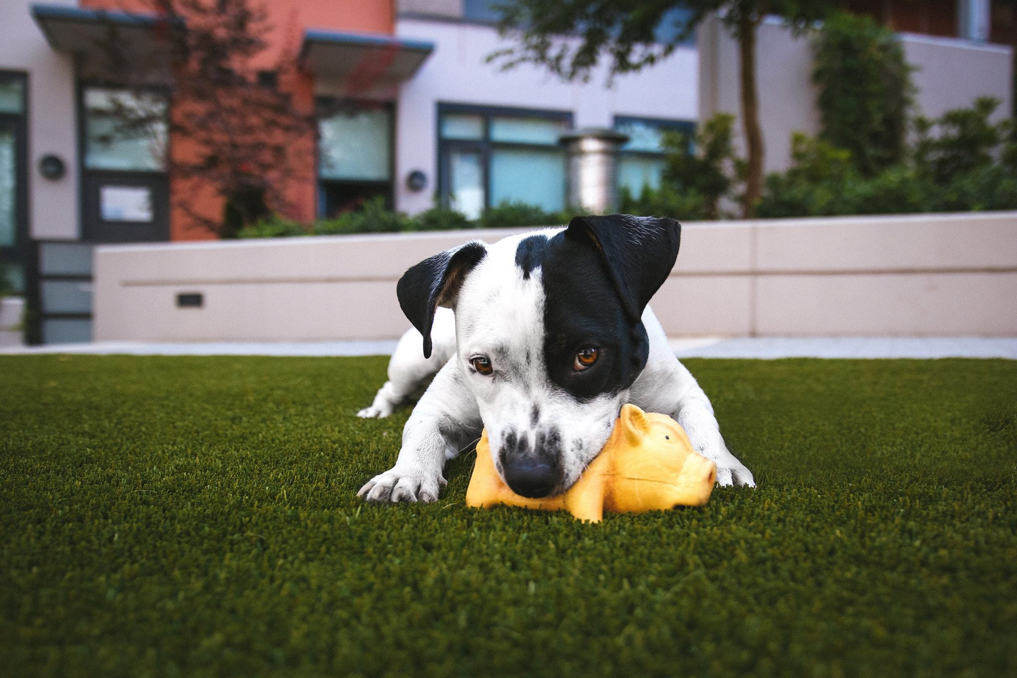 Pet Friendly Artificial Turf in Euless, TX
